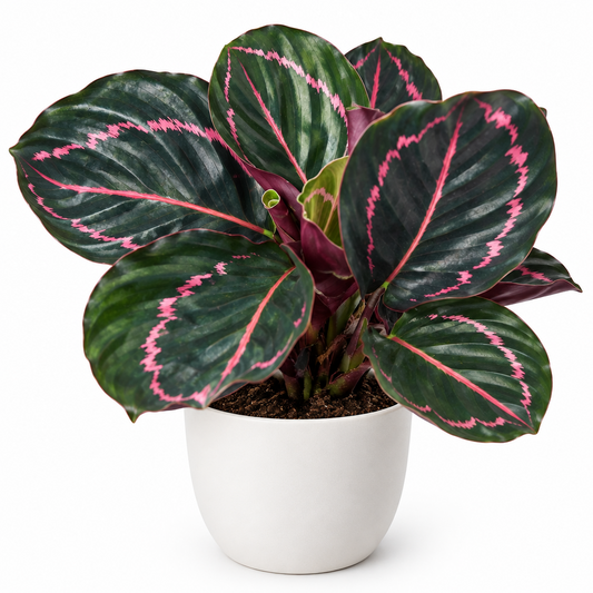Close-up of a Calathea Dottie plant with dark green leaves and pink veins on a white background