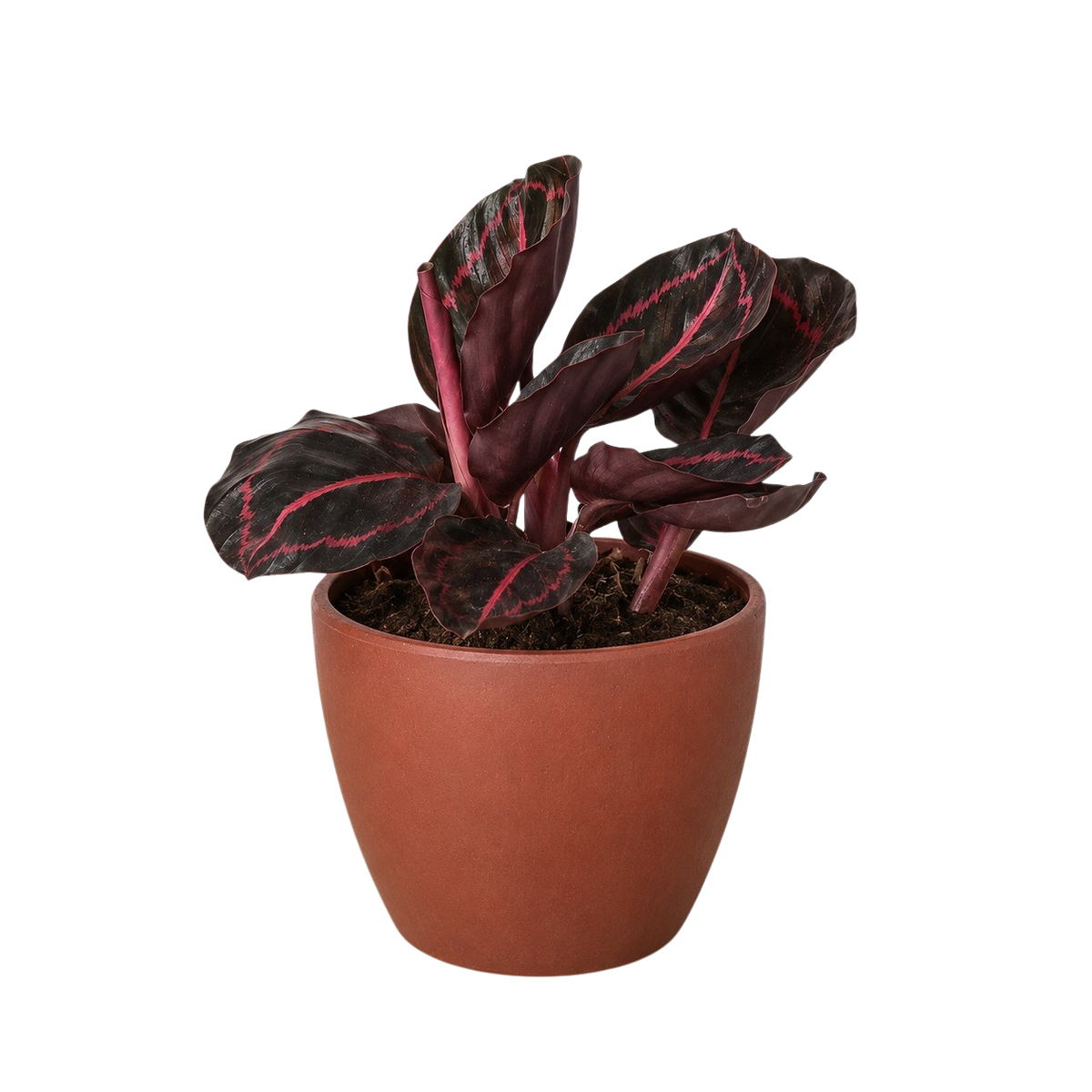 Potted Calathea Dottie plant with dark leaves and red veins in a terrocata pot 