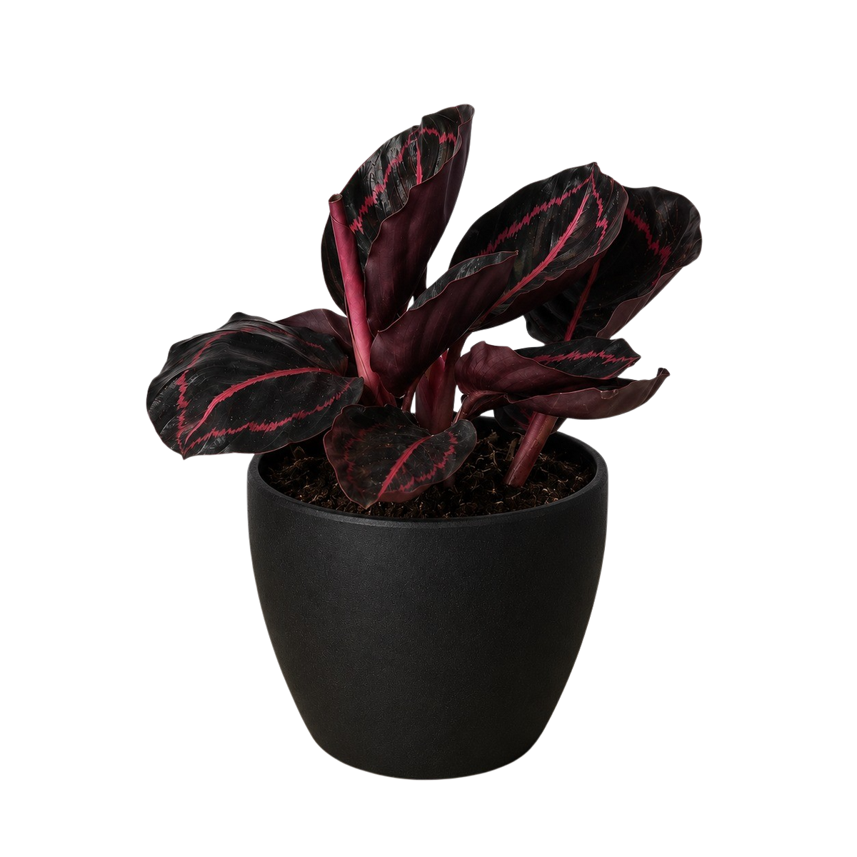Potted plant Calathea Dottie with dark leaves and red veins in a black terracotta pot 