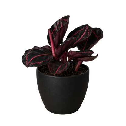 Potted plant Calathea Dottie with dark leaves and red veins in a black terracotta pot 