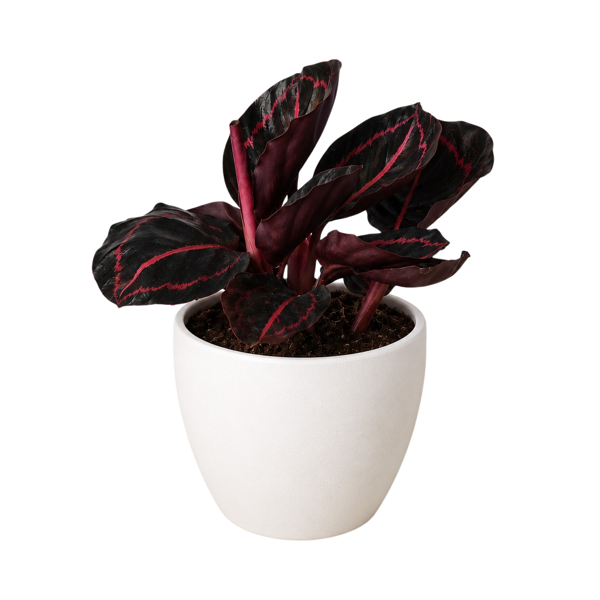 Potted Calathea Dottie plant with dark leaves and red veins in a white pot 