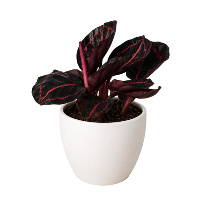 Potted Calathea Dottie plant with dark leaves and red veins in a white pot 