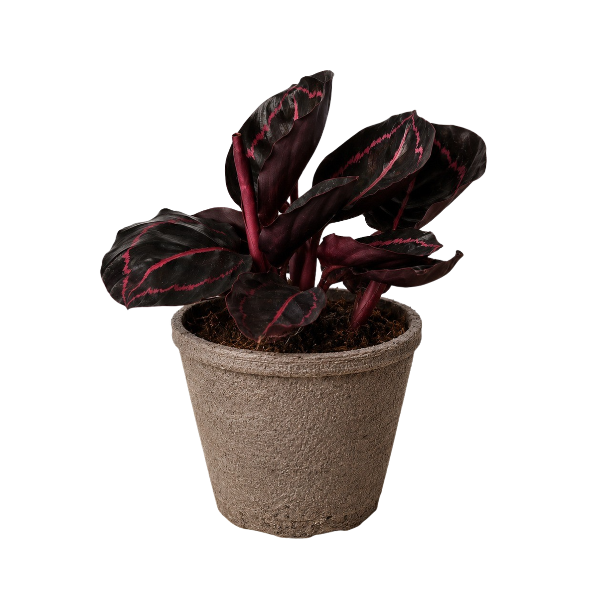Potted Calathea Dottie plant with dark leaves and red veins in a brown cow pot 