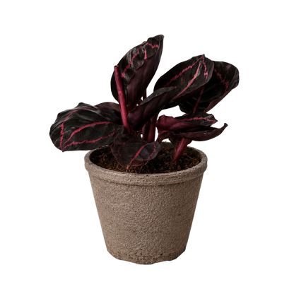 Potted Calathea Dottie plant with dark leaves and red veins in a brown cow pot 