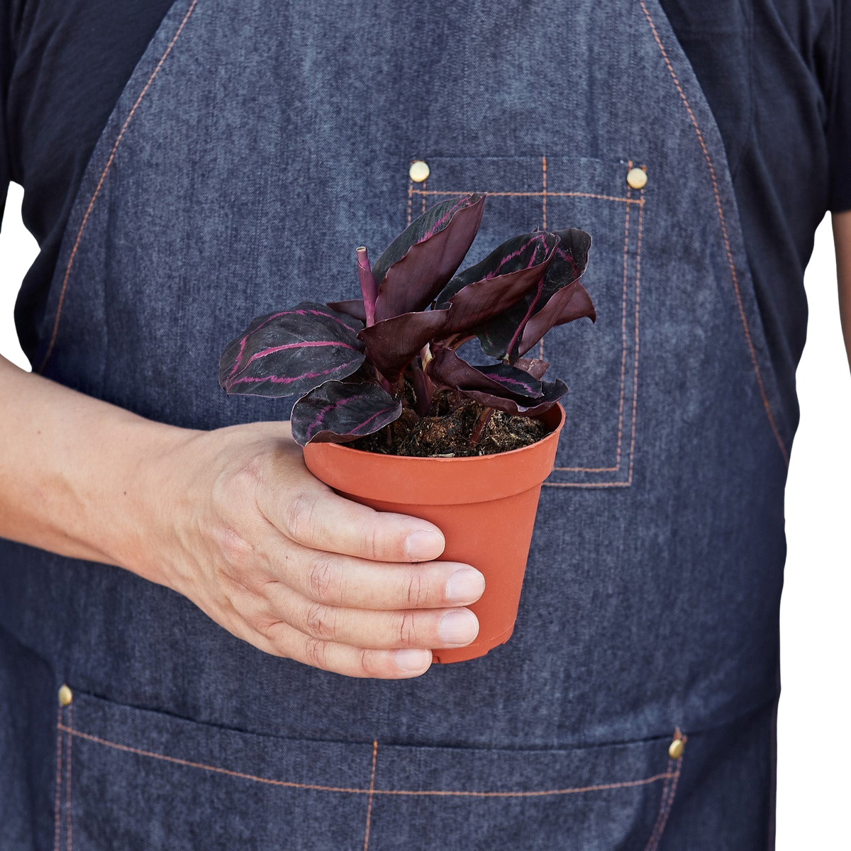 Person in a blue apron holding a Calathea Dottie houseplant in a brown pot 