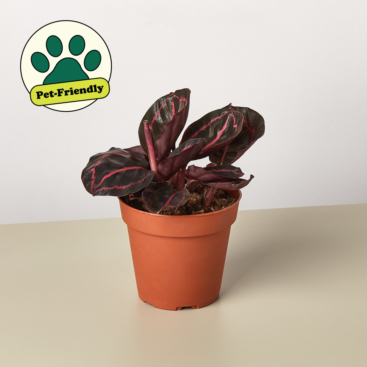 Calathea “Dottie” prayer plant with near-black leaves, pink markings, and purple undersides in a nursery pot 