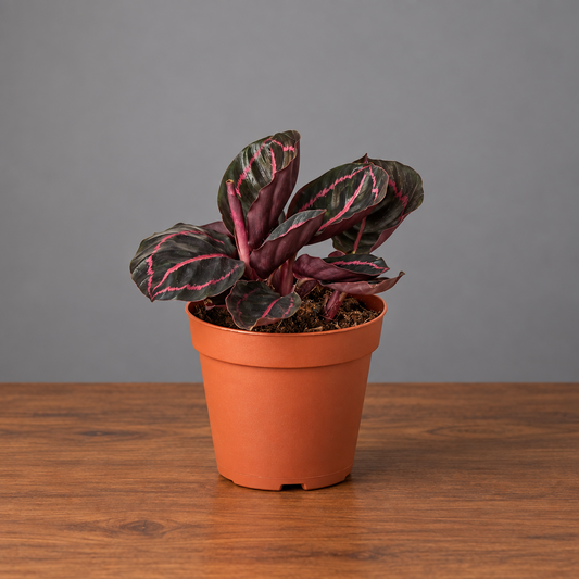 Potted Calathea Dottie plant with dark leaves and red edges sitting on a brown table with grey background 