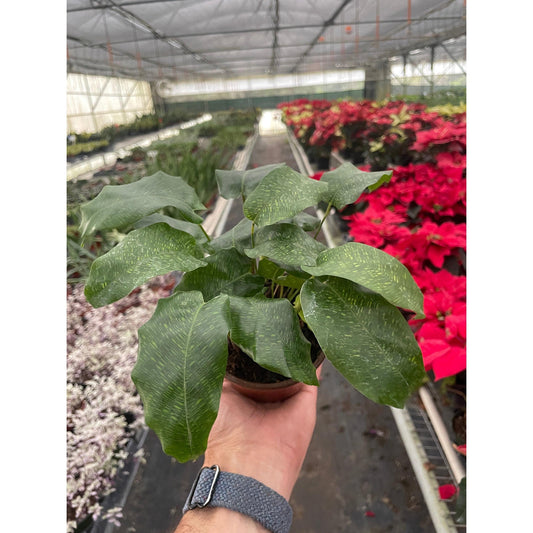 Hand holding a Calathea Musaica plant with green leaves in a green house setting 