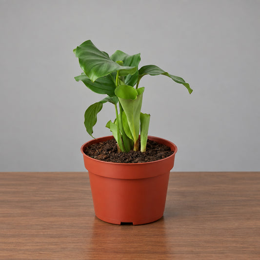 Calathea Orbifolia With green leave in brown pot on a brown table with grey background 