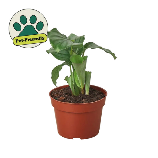 A Calathea Orbifolia with green leaves potted in brown pot on a solid white background with a pet friendly badge.
