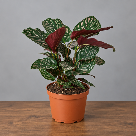 Calathea Ornata Easy care houseplant with green stripped leaves in a brown pot sitting in a brown surface with grey back ground 