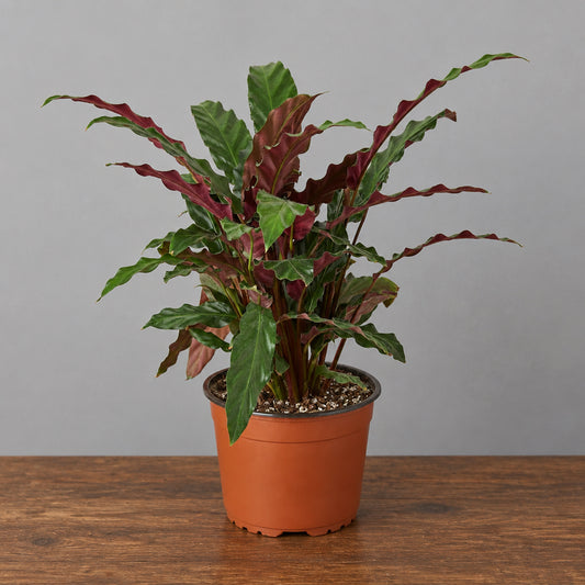Calathea Rufibarba Furry Feather With big red green leaves in a brown pot on a brown table with grey background 