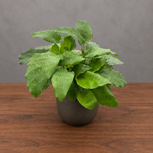Calathea Rufibarba Furry Feather with big green leaves in brown pot on a brown table with grey background 