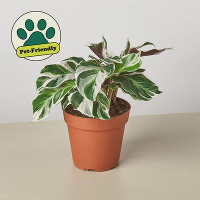 Calathea White Fusion with  Variegated Leaves in a brown pot sitting on a light surface with a white background 