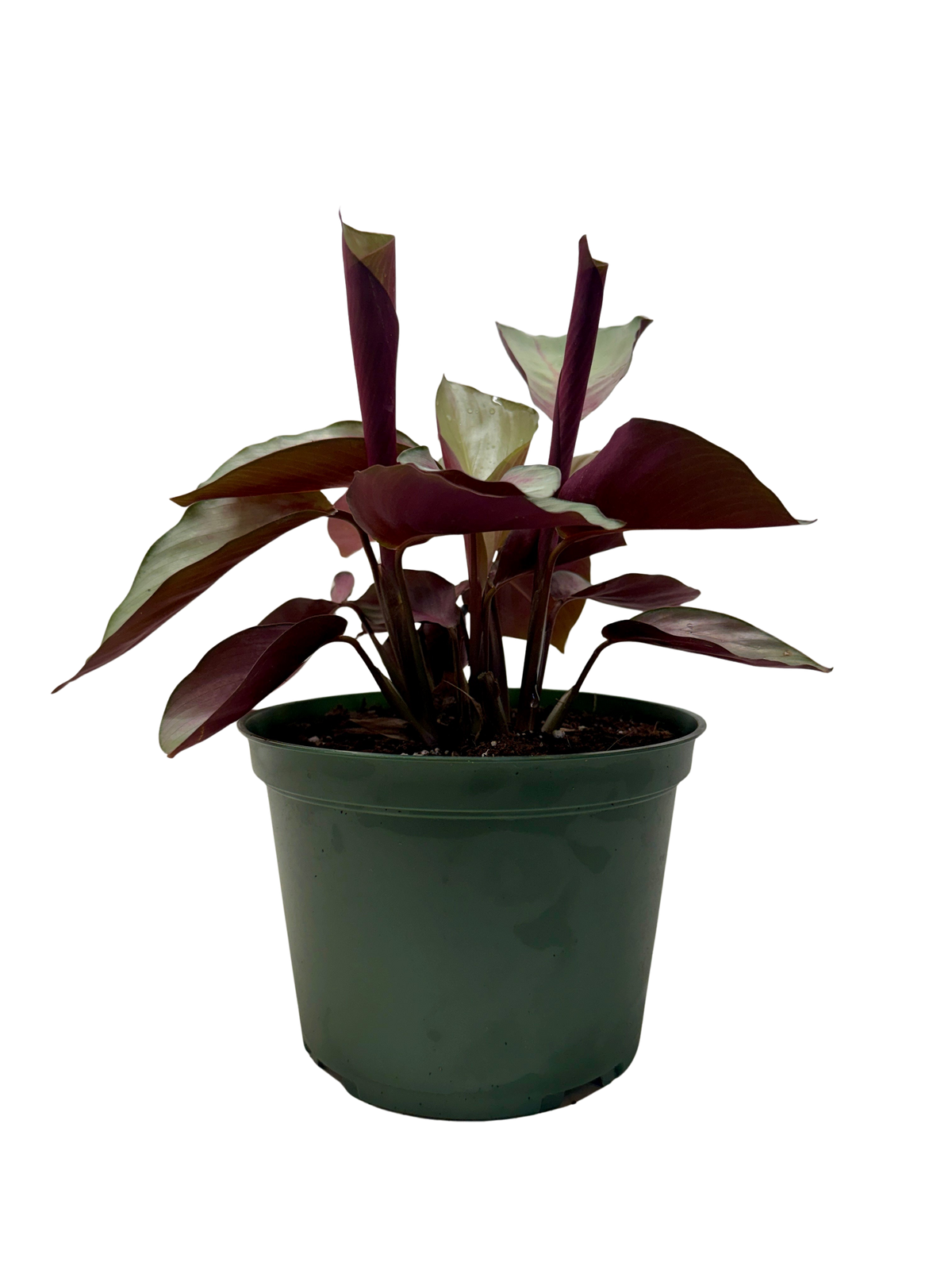 Calathea ‘silver plate” with burgundy leaves in a green pot with a white background. 