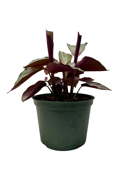 Calathea ‘silver plate” with burgundy leaves in a green pot with a white background. 