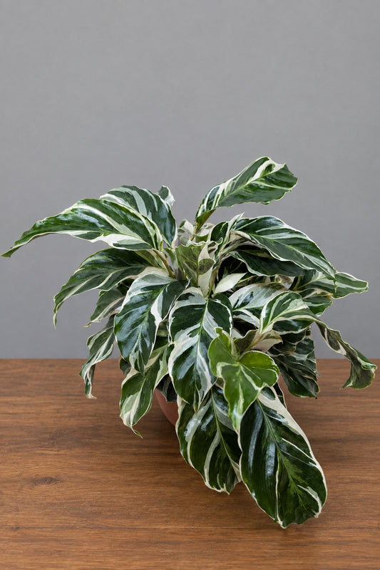 Calathea White Fusion with Variegated Leaves on a brown table with grey back ground 
