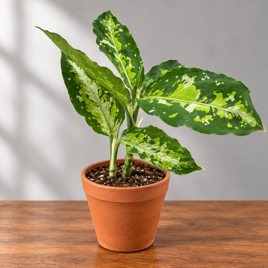 Potted Chinese Evergreen ‘Pictum Tricolor’ plant with green leaves on brown table with a grey background.  