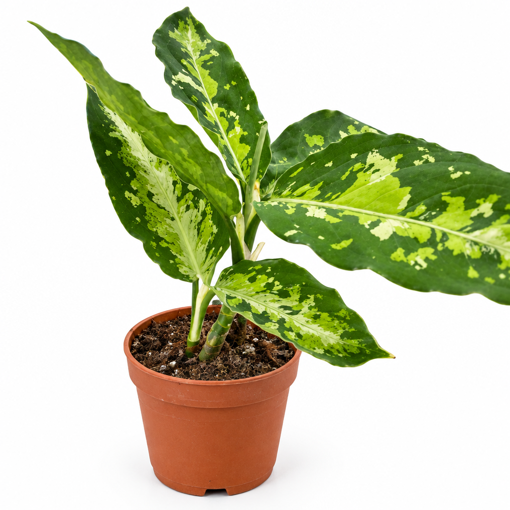Potted Chinese Evergreen ‘Pictum Tricolor’ plant in a brown pot with green leaves  on a white background.  