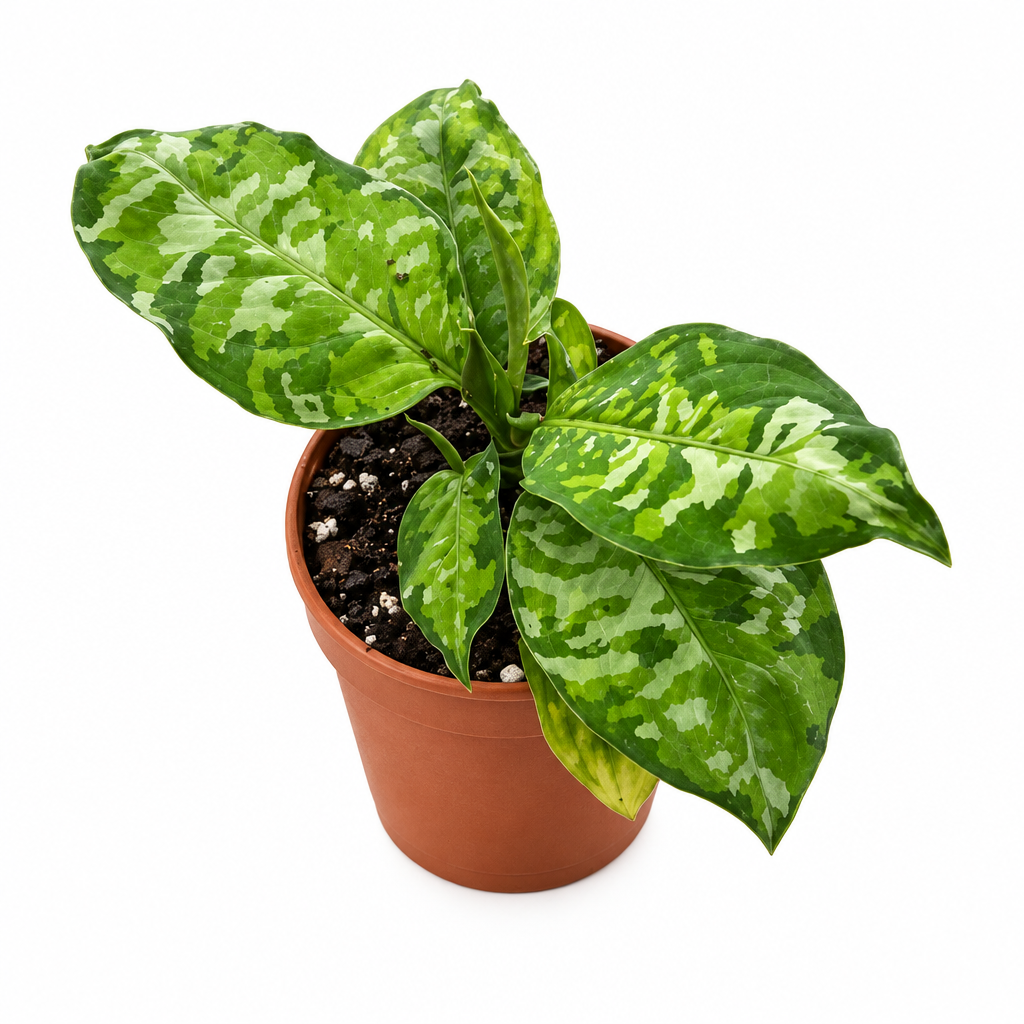 Potted Chinese evergreen ‘pictum tricolor’ with green leaves with light green spots in a brown pot on a white background. 