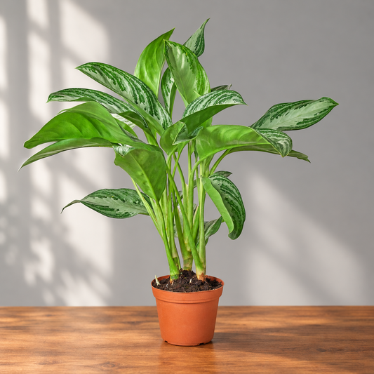 Potted Chinese evergreen ‘sliver bay’ plant with large green and silver leaves in a brown pot on a brown wood surface with grey background.
