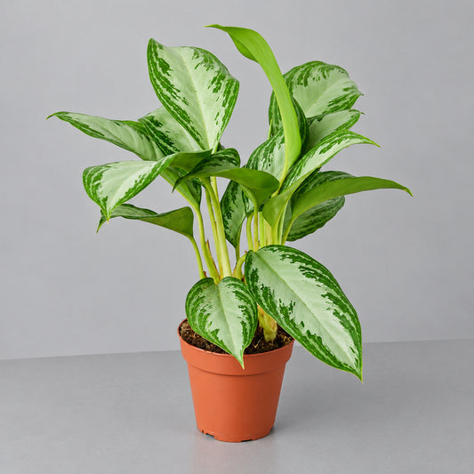 Potted Chinese evergreen ‘silver bay’ with vibrant green and silver leaves in a brown pot on a grey surface with grey background. 