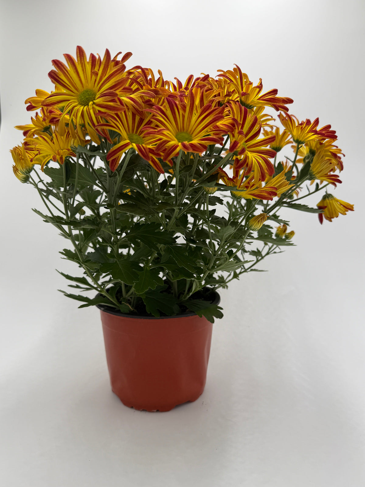 A potted cluster of chrysanthemums mum with yellow and red-orange striped petals, green foliage, and a terracotta-colored plastic pot, photographed against a plain white studio background.