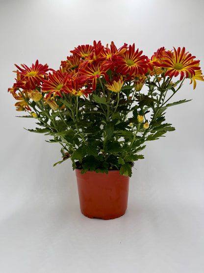 A potted cluster of chrysanthemums mums with red and orange petals, yellow centers, and green leaves, in a terracotta-colored plastic pot against a plain white background.