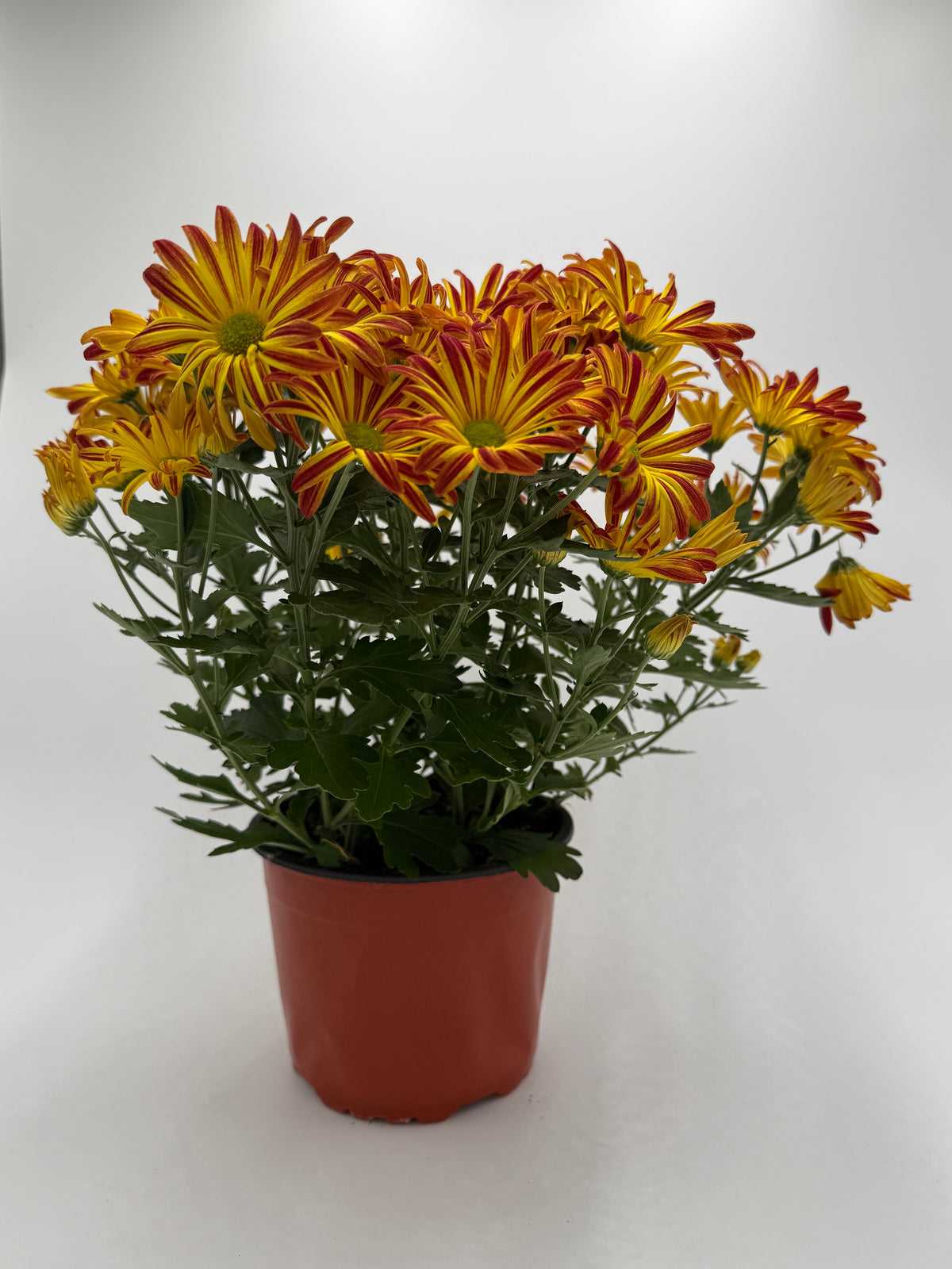 A potted cluster of chrysanthemums mums with yellow and red-orange flowers, set in a terracotta-colored plastic pot against a plain white background.