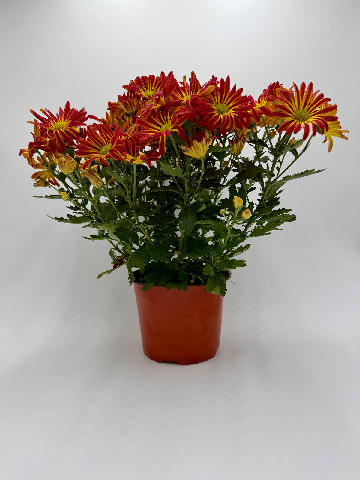 A potted cluster of chrysanthemums mum with red and yellow flowers and green foliage, in a terracotta-colored plastic pot, photographed against a plain light gray background.