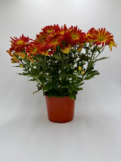 A potted cluster of chrysanthemums mum with red and yellow flowers and green foliage, in a terracotta-colored plastic pot, photographed against a plain light gray background.