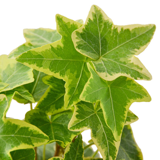 Close-up of a english Ivy ‘gold child’ green leaves with variegated edges on a white background.