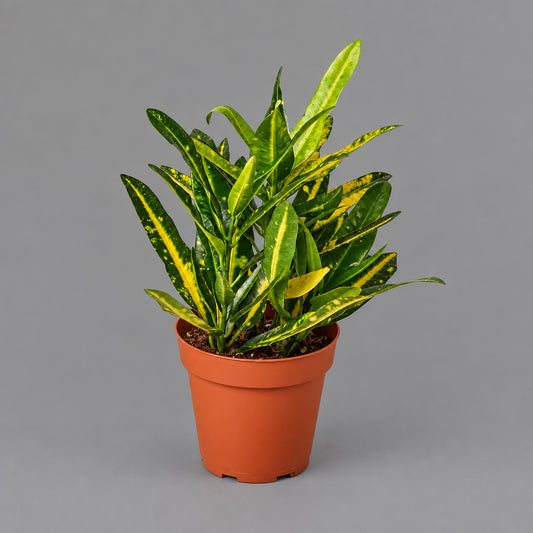 Potted croton ‘sunny star’ plant with green and yellow leaves  on a solid grey  background.