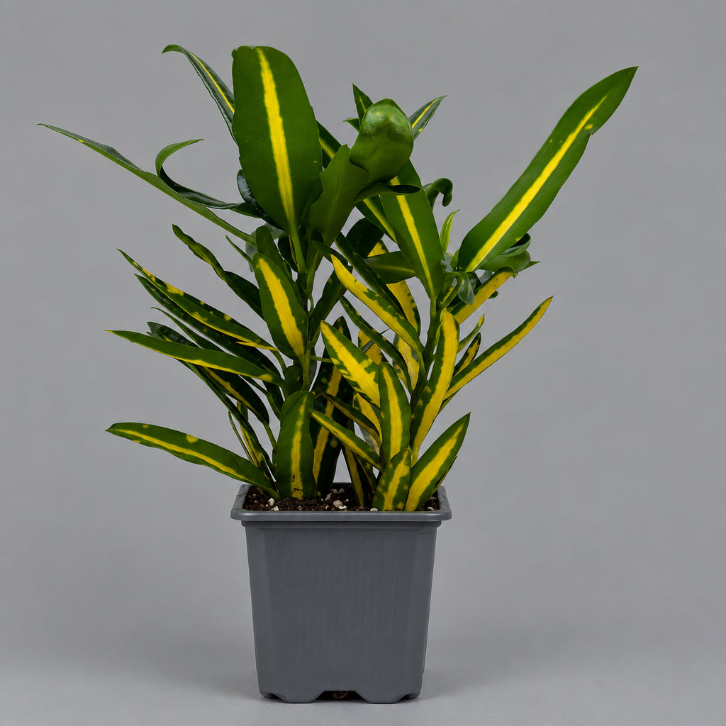 A variegated croton ‘sunny star’  plant with green and yellow variegated leaves, potted in a gray plastic nursery pot against a light gray background.