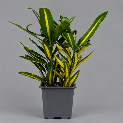 A variegated croton ‘sunny star’  plant with green and yellow variegated leaves, potted in a gray plastic nursery pot against a light gray background.