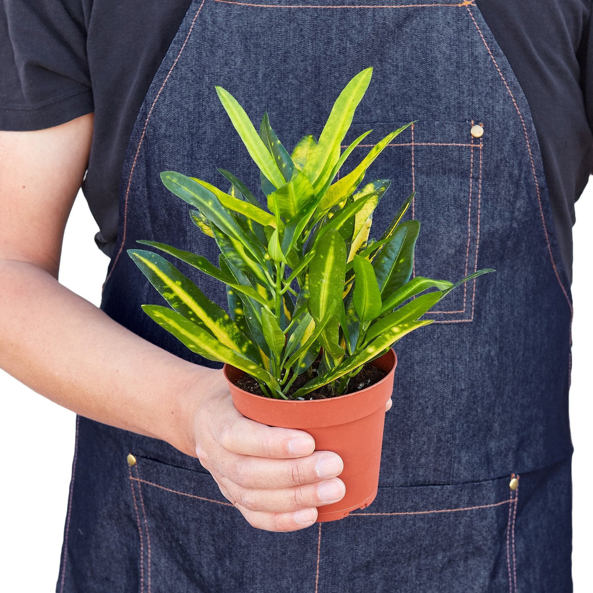 Person wearing a denim apron holding a potted croton ‘sunny star’ plant against a white background