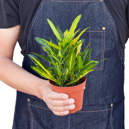 Person wearing a denim apron holding a potted croton ‘sunny star’ plant against a white background