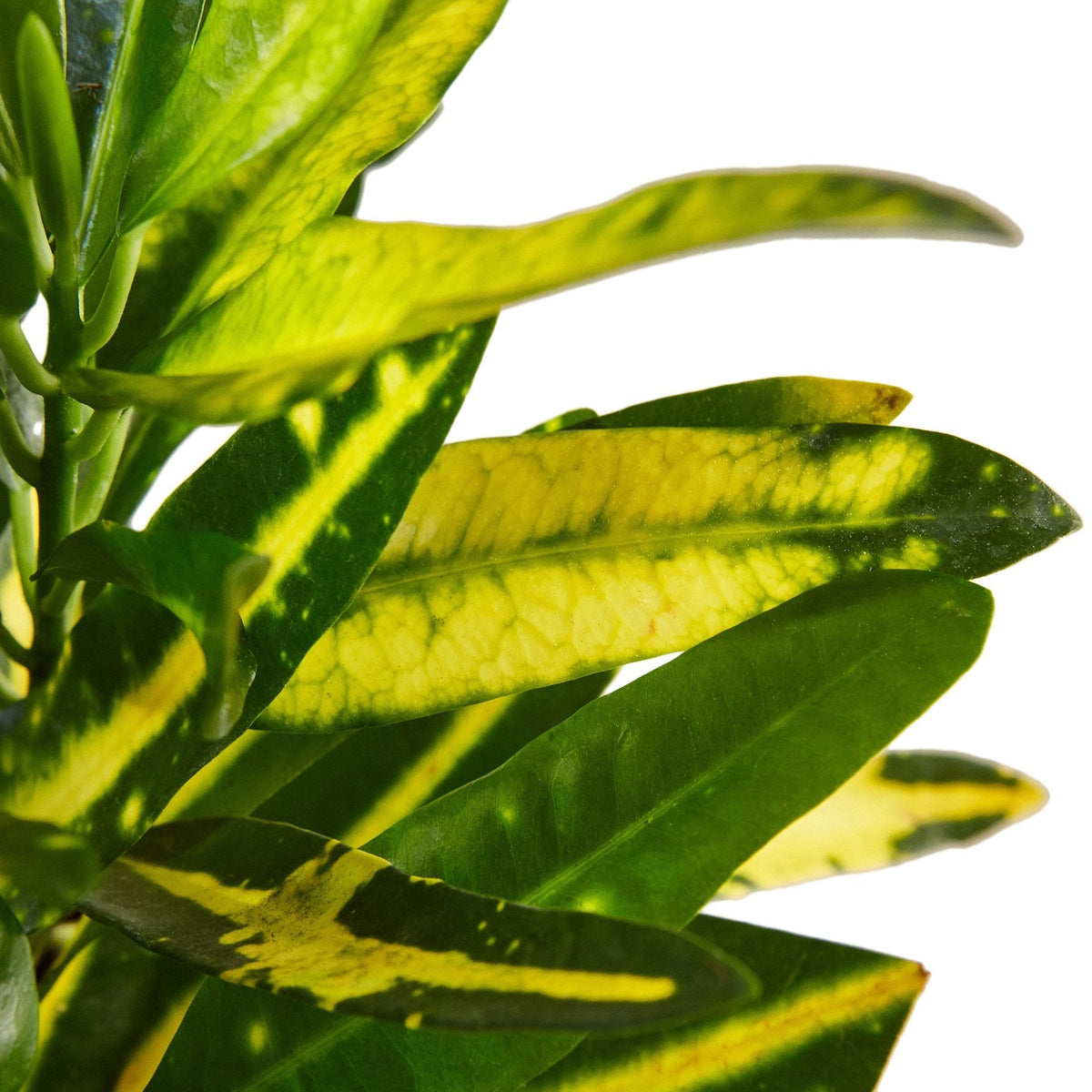 Close-up of croton ‘sunny star’ plant with green leaves with yellow stripes on a white background