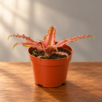 Potted Cryptanthus 'Pink Star' plant with pinkish-red leaves on a brown surface with a grey background.