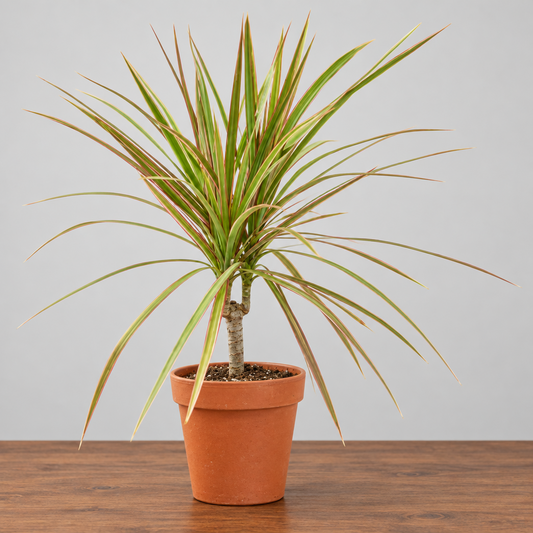 A potted Dracaena ‘red margined ‘commonly known as a variegated dracaena or snake plant, in a classic terracotta-colored plastic nursery pot on a brown surface against a solid grey background.