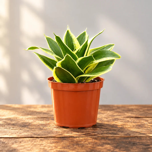 Dracaena Snake plant ‘black gold’ with green leaves with yellow edge in an brown pot on a brown wood surface with grey background.