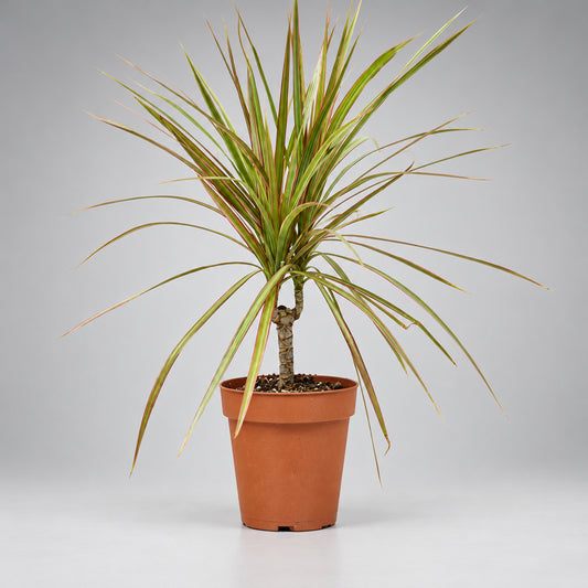 Potted Dracaena 'Red Margined' plant with long, thin leaves in a brown pot  on a grey surface with grey background