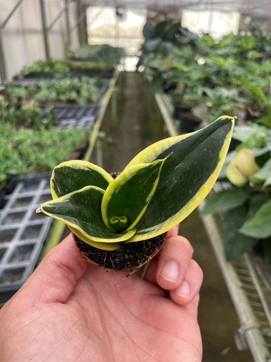 Hand holding a small snake plant ‘Black
Gold’ plant with green leaves and yellow edges in a greenhouse setting.