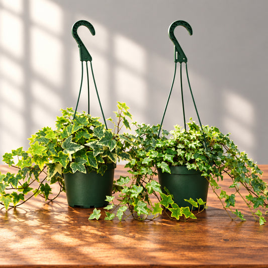 Two hanging ‘English Ivy’ planters with dark green S-hooks, each holding a trailing ‘English Ivy’ plant with variegated green and yellow leaves, sitting on a brown table shown against a grey background with a light shinning in.