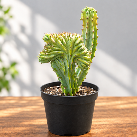 A potted Euphorbia lattes ‘mermaid tail’ hybrid succulent plant in a black pot on a brown surface with grey background.