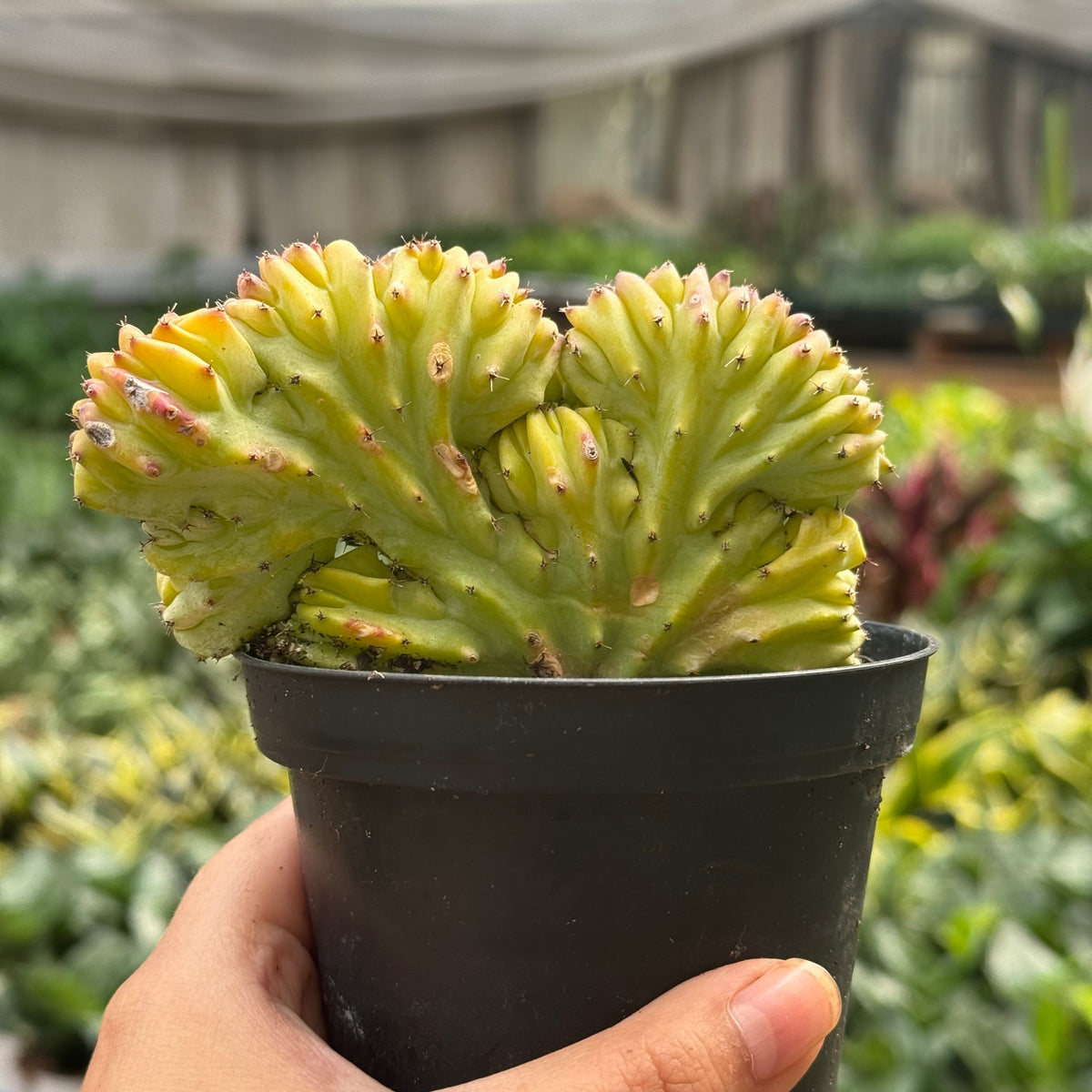 A close-up of a green and yellow variegated euphorbia lactea ‘mermaid tail’ plant, growing in a black plastic nursery pot and being held by a hand in a greenhouse setting.