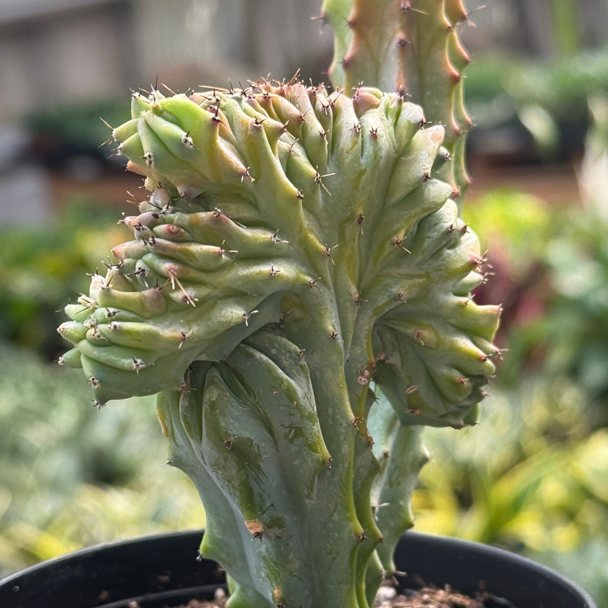 A close-up of a green euphorbia lactea ‘mermaid tail’ cactus with distinctive ridged, twisted stems and small spines, growing in a black plastic pot against a blurred garden background.