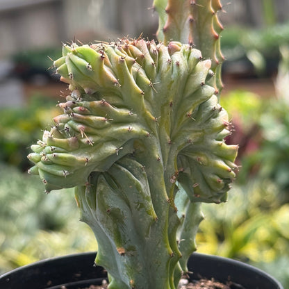 A close-up of a green euphorbia lactea ‘mermaid tail’ cactus with distinctive ridged, twisted stems and small spines, growing in a black plastic pot against a blurred garden background.