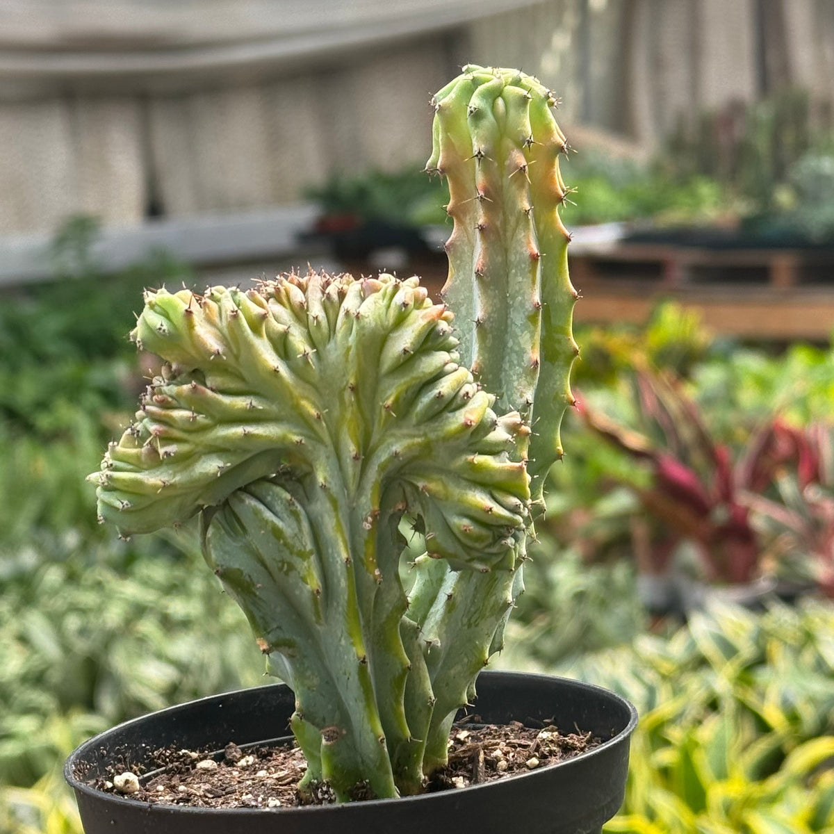 A potted Euphorbia lactea ‘mermaid tail’ succulent with thick, ribbed green stems and small reddish-brown spines, shown in a black nursery pot with a blurred garden background.