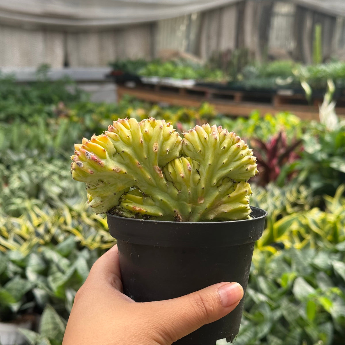 A small euphorbia lactea ‘mermaid tail’ succulent plant with two clustered rosettes in a black plastic nursery pot, held by a hand in a greenhouse filled with other plants.